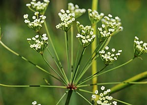 Cowbane