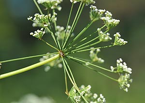 Cowbane