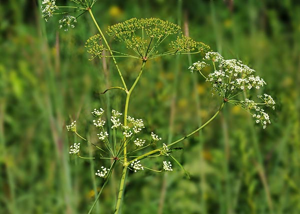 Cowbane