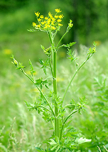 Wild Parsley