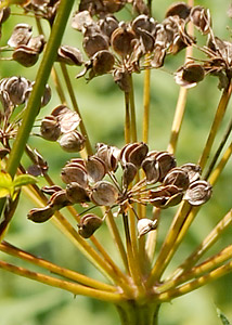 Wild Parsley