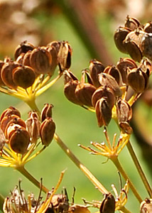 Wild Parsley