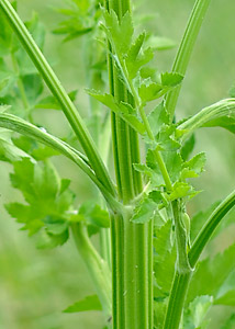 Wild Parsley