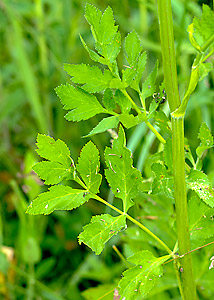 Wild Parsley