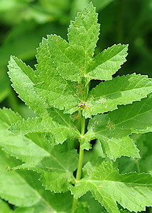 Wild Parsley