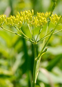 Wild Parsley