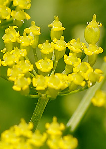 Wild Parsley