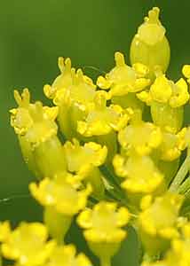 Wild Parsley