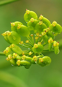 Wild Parsley