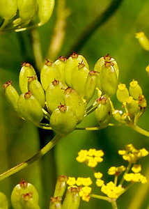 Wild Parsley