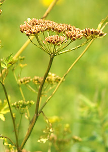 Wild Parsley