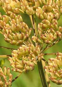 Wild Parsley