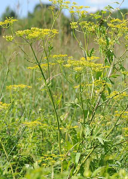 Wild Parsley