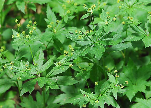 Black snakeroot