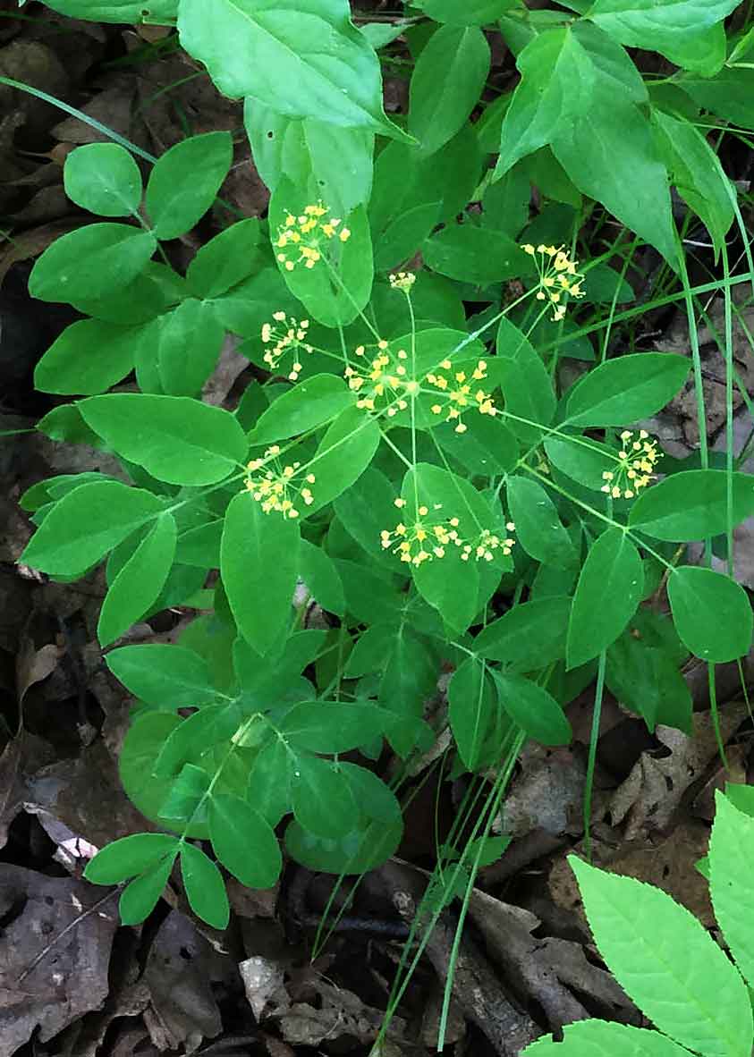 Yellow pimpernel (see references for photos)