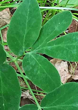 Yellow pimpernel-1