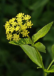 Golden Zizia (Alexanders)