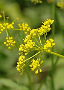 Golden Zizia (Alexanders)