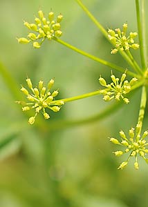 Golden Zizia (Alexanders)