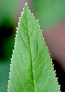 Golden Zizia (Alexanders)