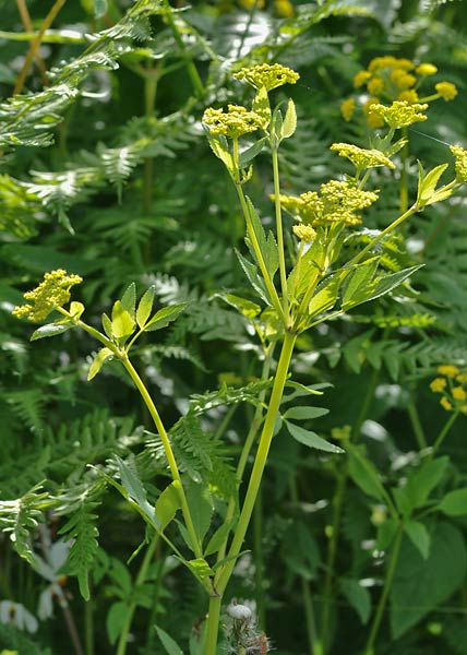 Golden Zizia (Alexanders)