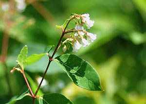 Spreading dogbane