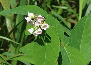 Spreading dogbane