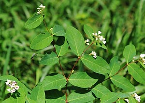 Spreading dogbane