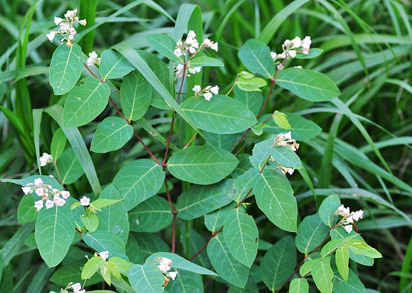 Spreading dogbane