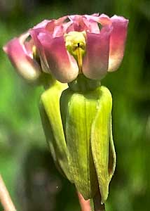 Clasping milkweed-10