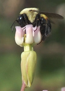 Clasping milkweed-3