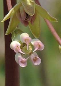 Clasping milkweed-9