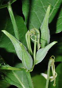 poke milkweed-14