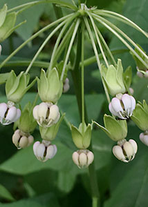 poke milkweed-2