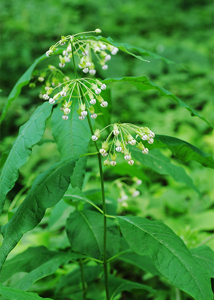 poke milkweed