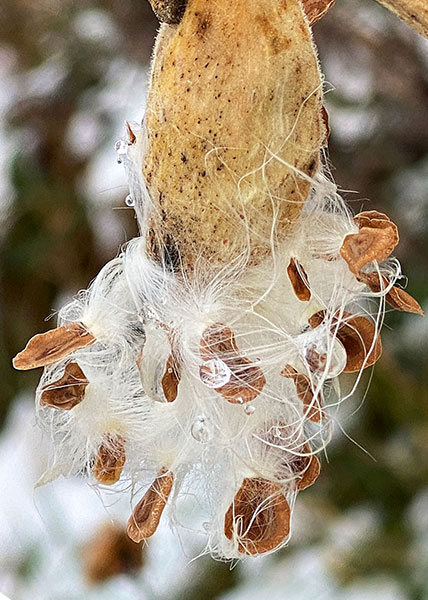 Tall Green Milkweed-12