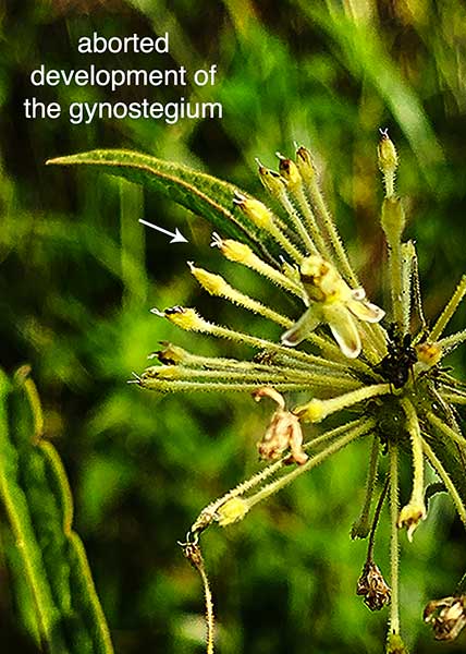 Tall Green Milkweed-18