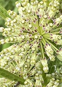 Tall Green Milkweed-3