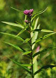 Swamp milkweed-1