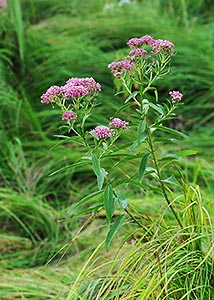 Swamp milkweed-3