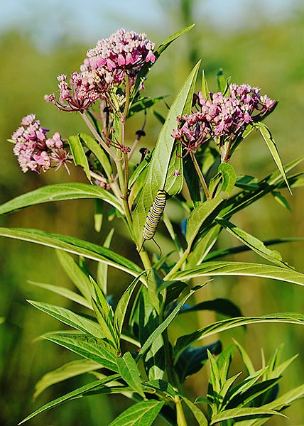 Swamp milkweed