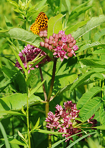 Purple milkweed-2