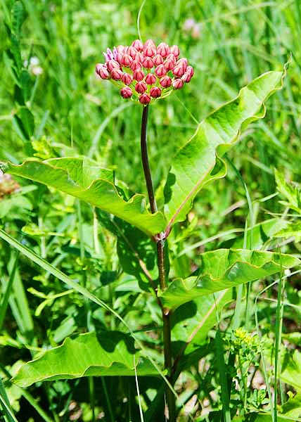 Purple milkweed