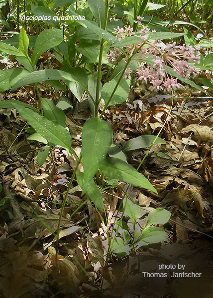 Fourleaf milkweed