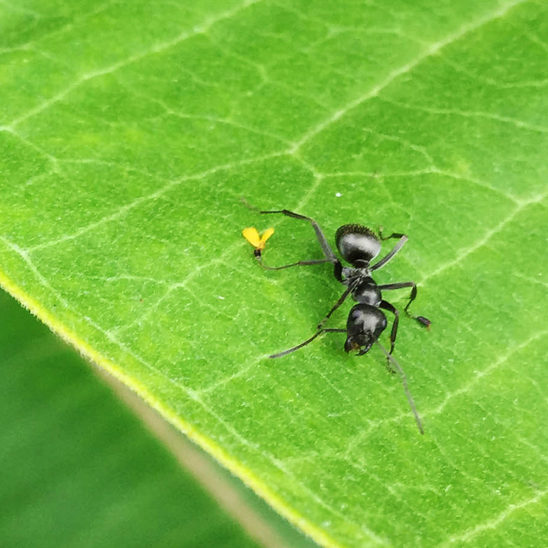 Common milkweed-a_syriaca-insect2