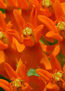 Butterfly milkweed-3