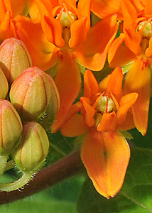 Butterfly milkweed-4