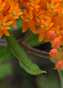 Butterfly milkweed-2