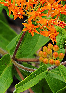 Butterfly milkweed-3