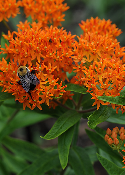 Butterfly milkweed Butterfly milkweed